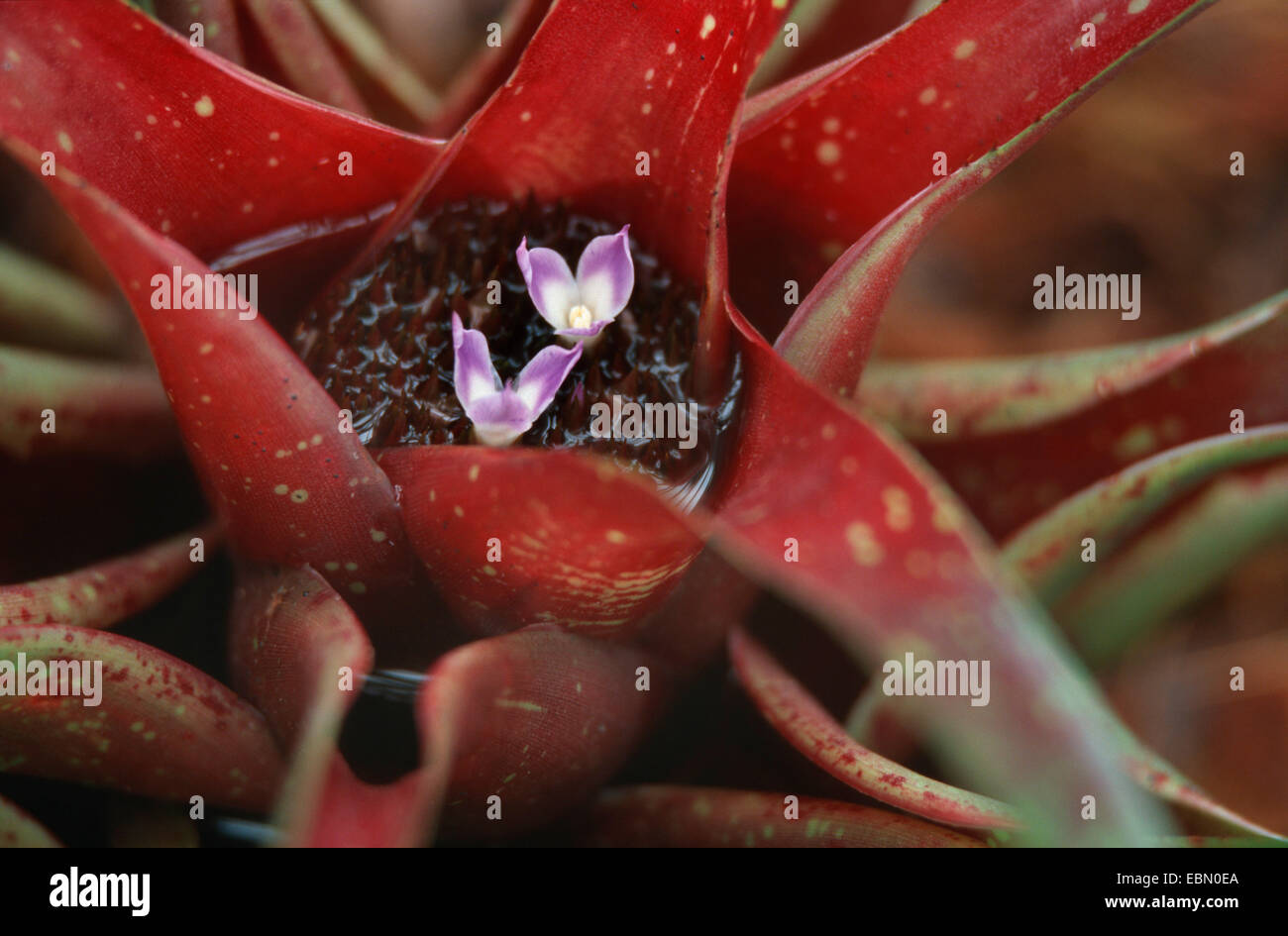 Neoregelia lillyae (Neoregelia lillyae var. lillyae), blooming Stock Photo