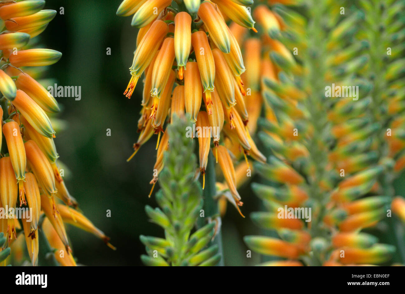 aloe vera (Aloe vera, Aloe barbadensis), inflorescence Stock Photo