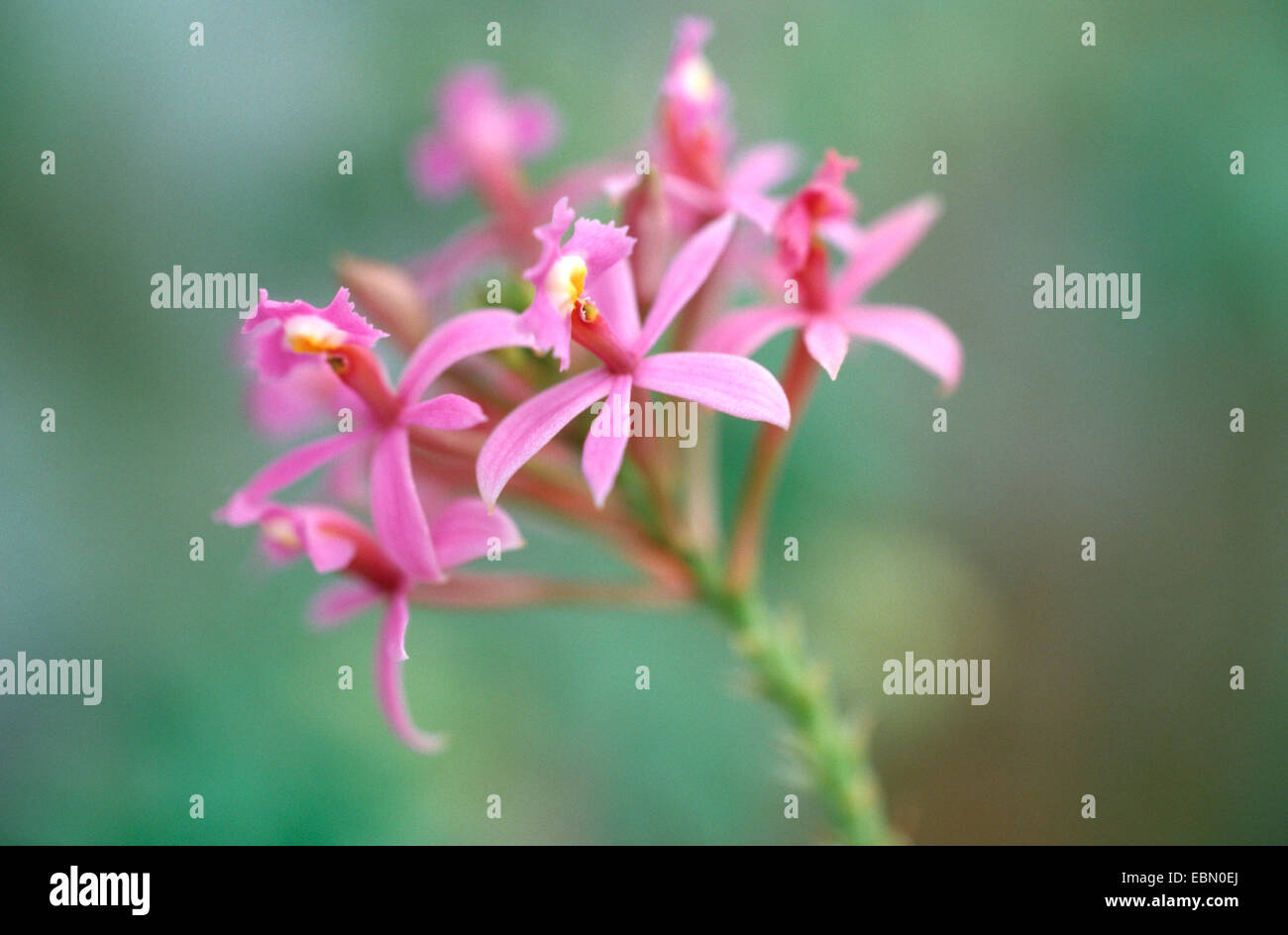 lopsided star orchid (Epidendrum secundum), blooming Stock Photo
