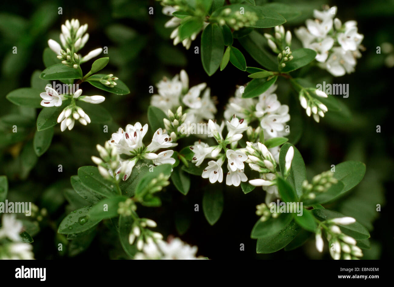 Hebe elliptica (Hebe elliptica), blooming Stock Photo