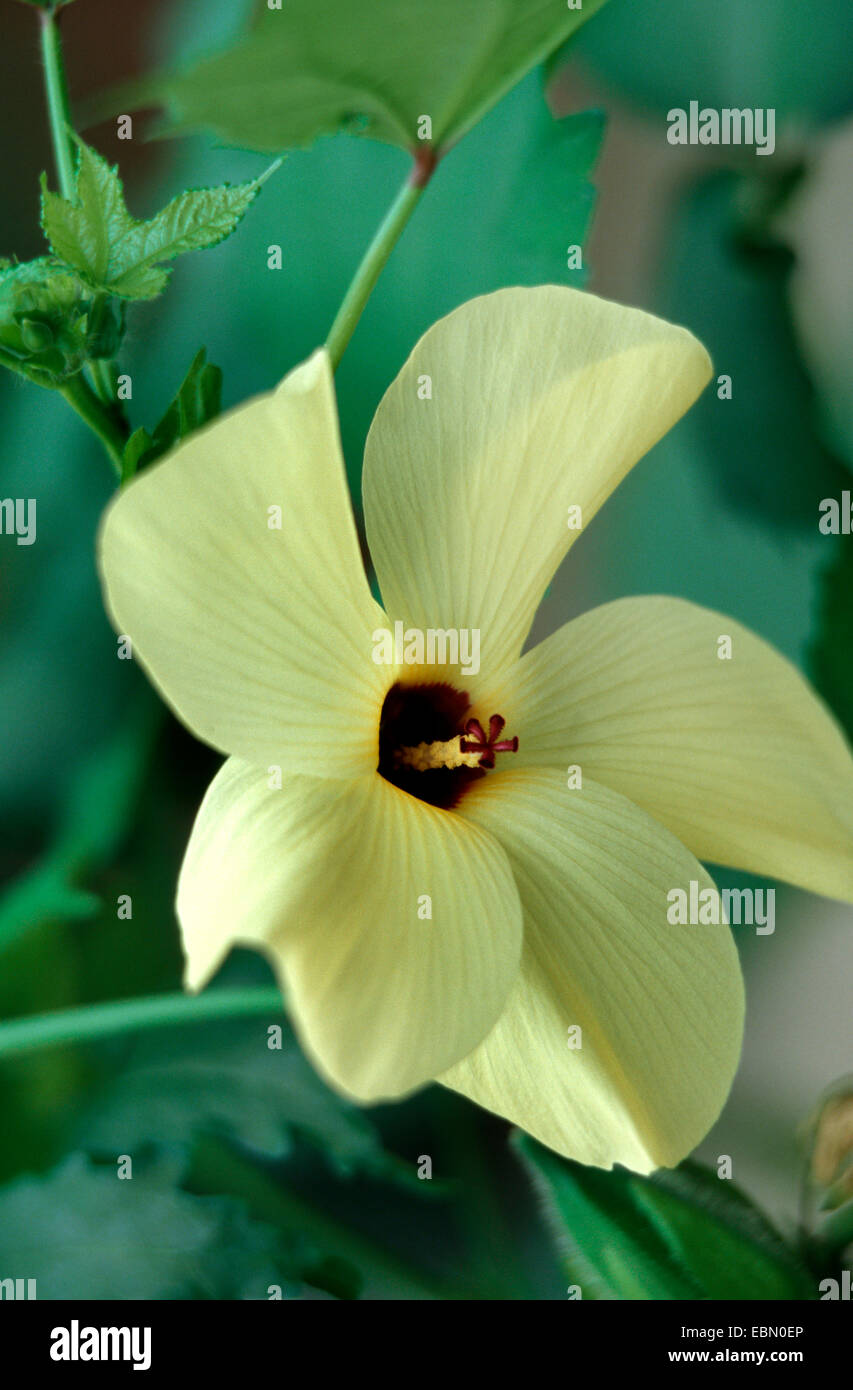 gobo, okra (Hibiscus esculentus, Abelmoschus esculentus), bluehend