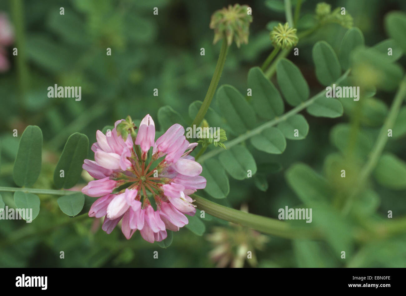 crown vetch, trailing crownvetch, common crown-vetch (Securigera varia