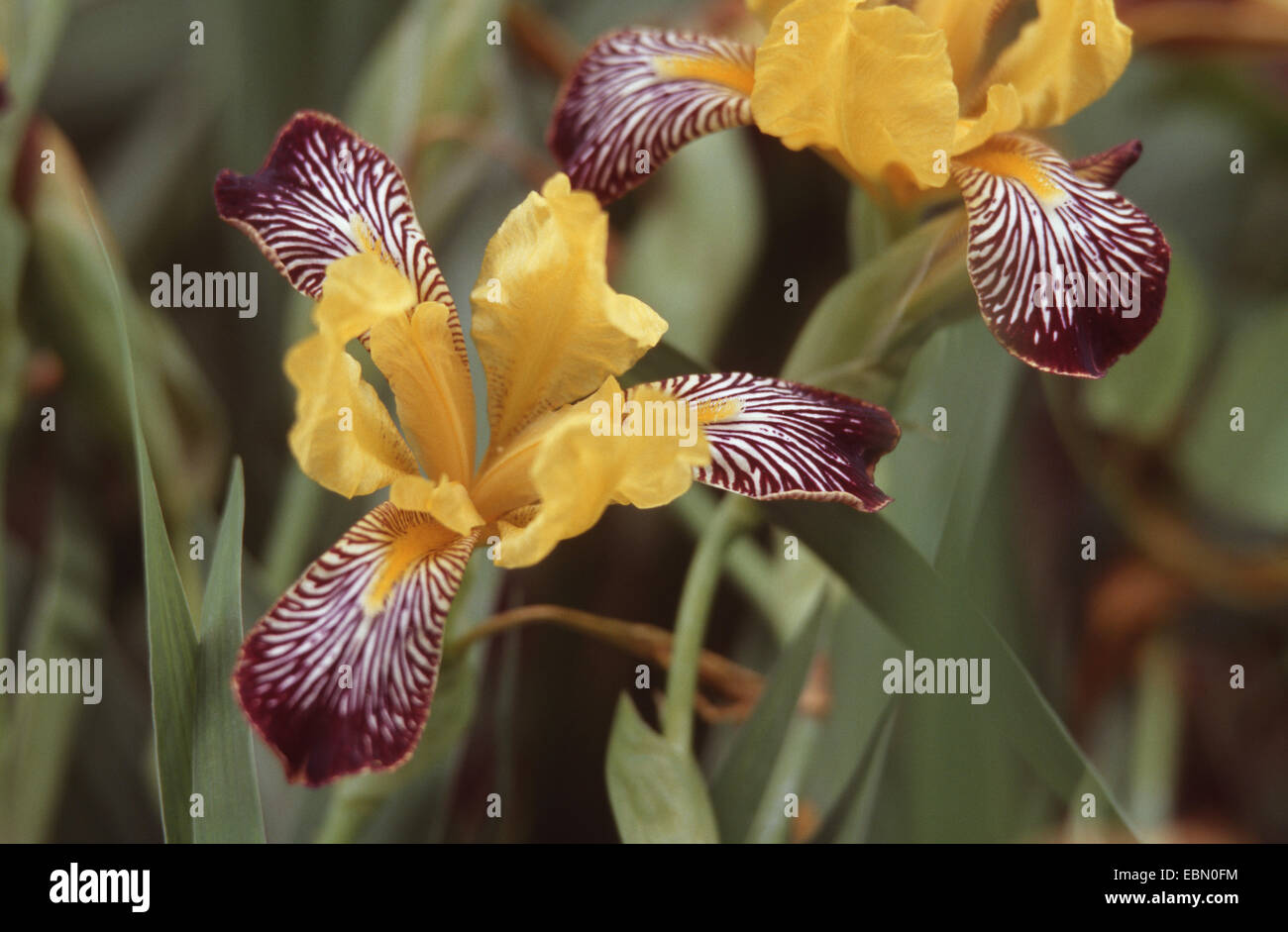 variegated iris (Iris variegata), blooming, Germany Stock Photo
