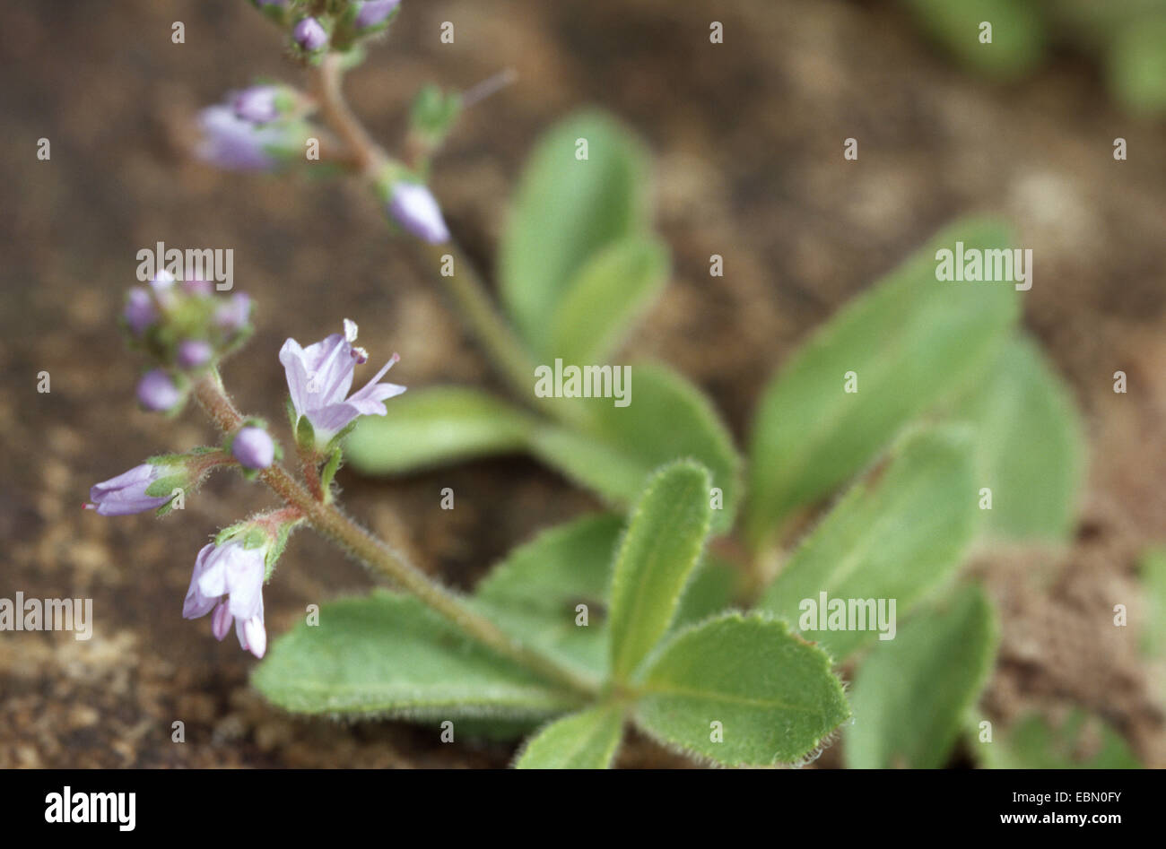 Common speedwell, Heath speedwell, Gypsyweed (Veronica officinalis
