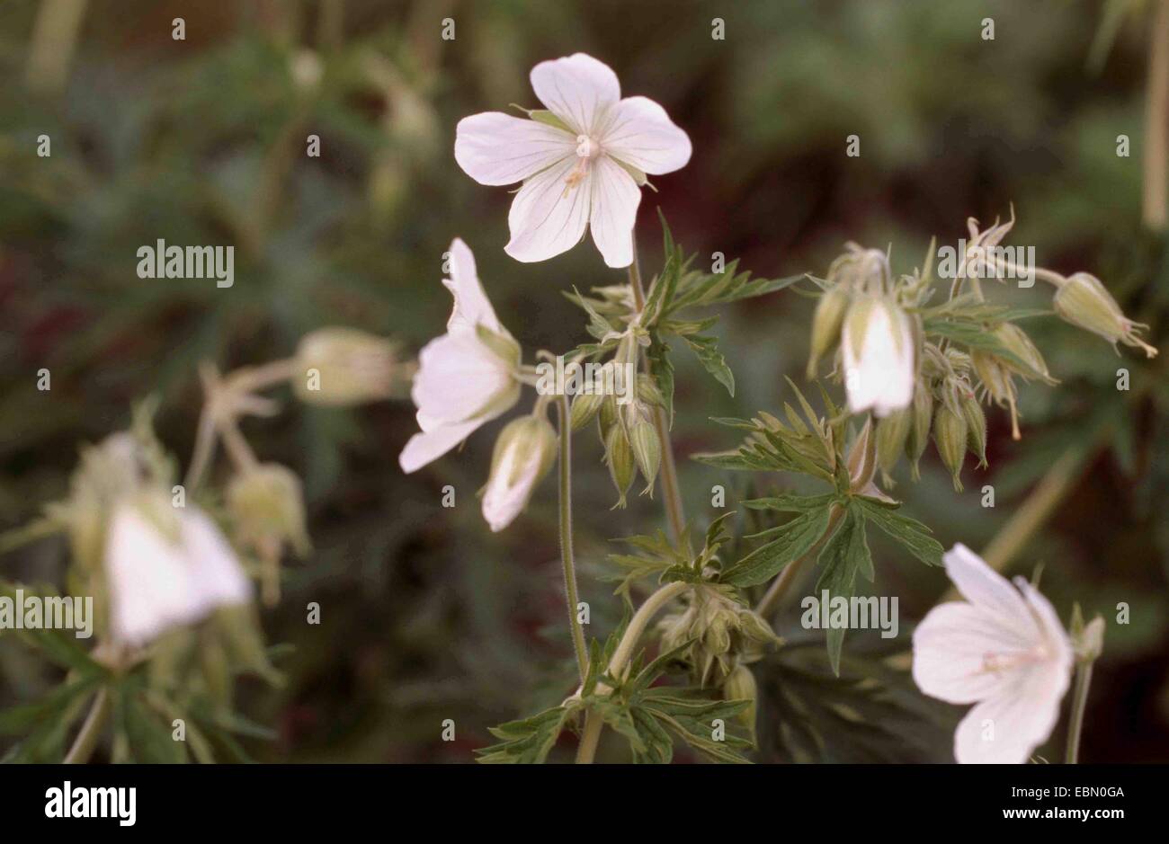 meadow cranesbill (Geranium pratense 'Alba', Geranium pratense Alba), white flowering cultivar Alba Stock Photo