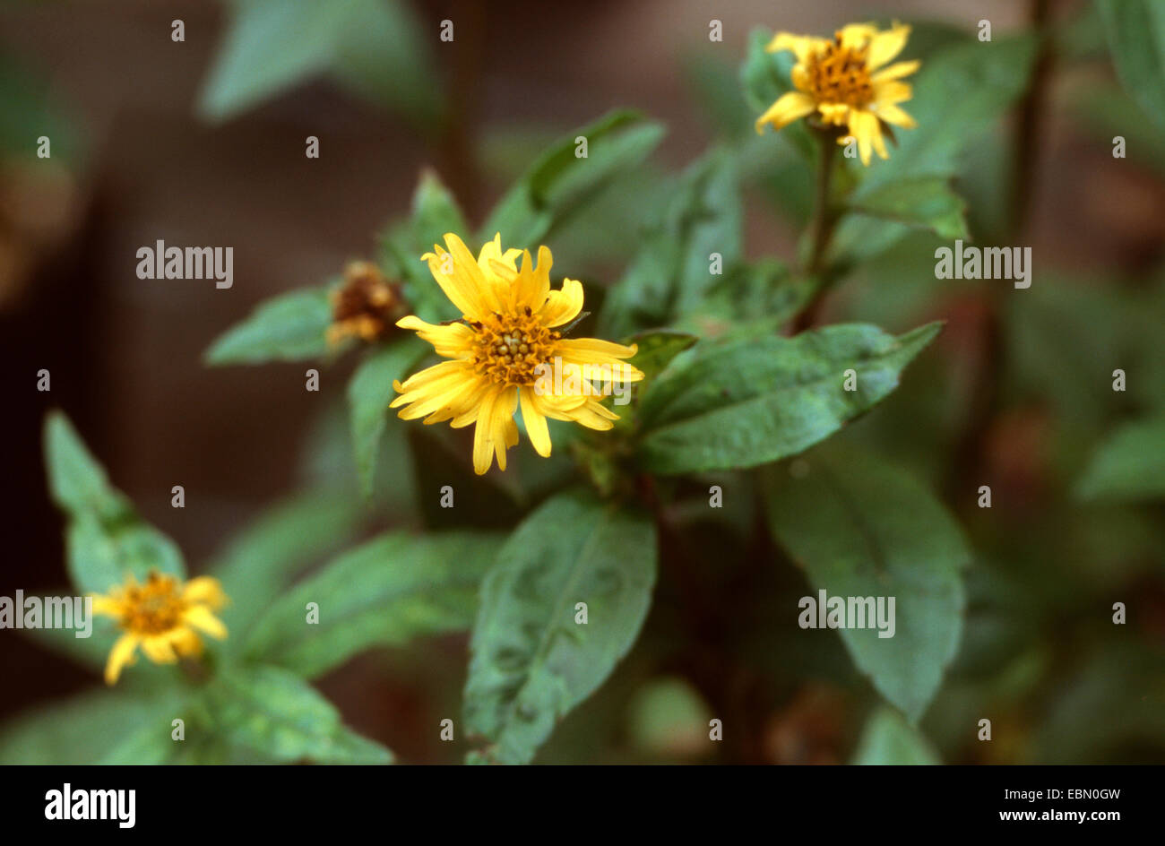 Wedelia, Bhringraj (Wedelia calendulacea), blooming Stock Photo