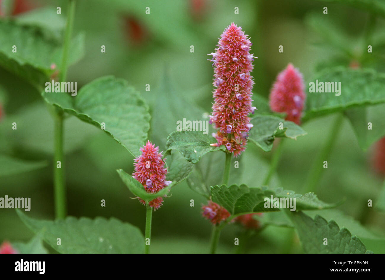 Anise hyssop, Blue giant hyssop (Agastache foeniculum, Agastache