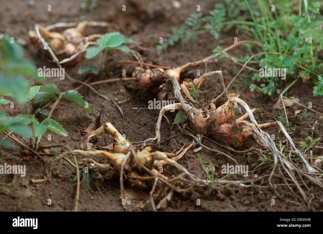 Garden onion, Bulb Onion, Common Onion (Allium cepa), ripe onions on a field Stock Photo