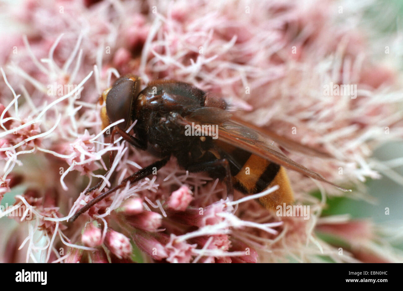 hoverfly (Volucella zonaria), sitting on a common hemp agrimony blossom, Germany Stock Photo