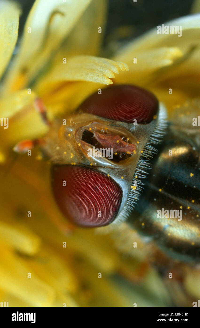 Marmalade hoverfly (Episyrphus balteatus), with the head turned extremely, Germany Stock Photo