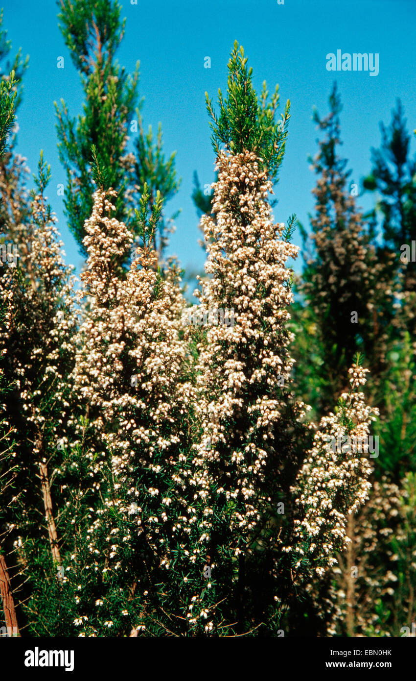 tree heath (Erica arborea), blooming branches Stock Photo - Alamy