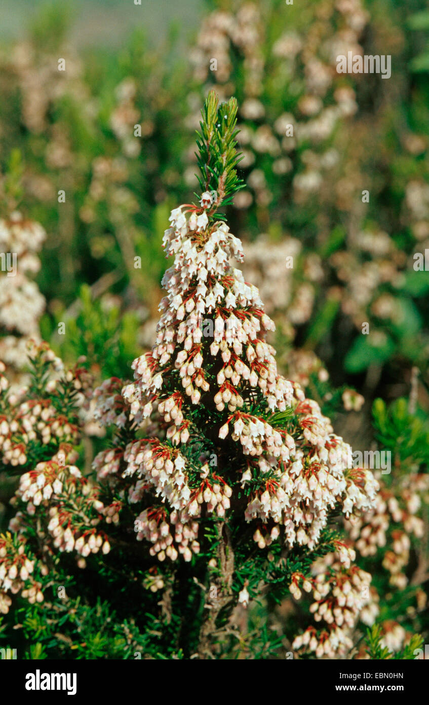 tree heath (Erica arborea), blooming branches Stock Photo - Alamy
