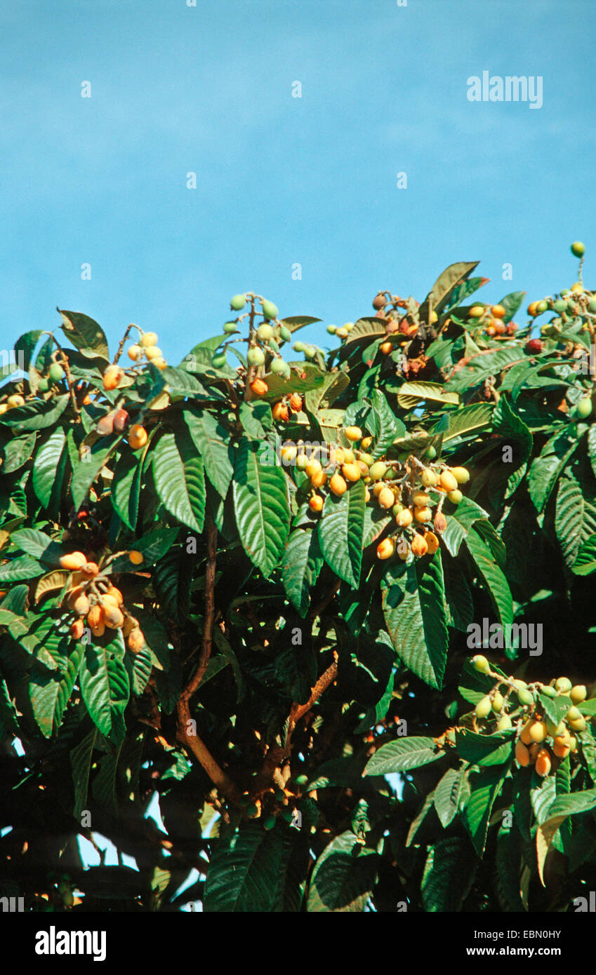 loquat, Japanese plum (Eriobotrya japonica), with fruits Stock Photo