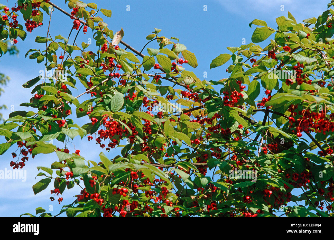 Dingle dangle tree (Euonymus planipes), branches with fruits Stock Photo