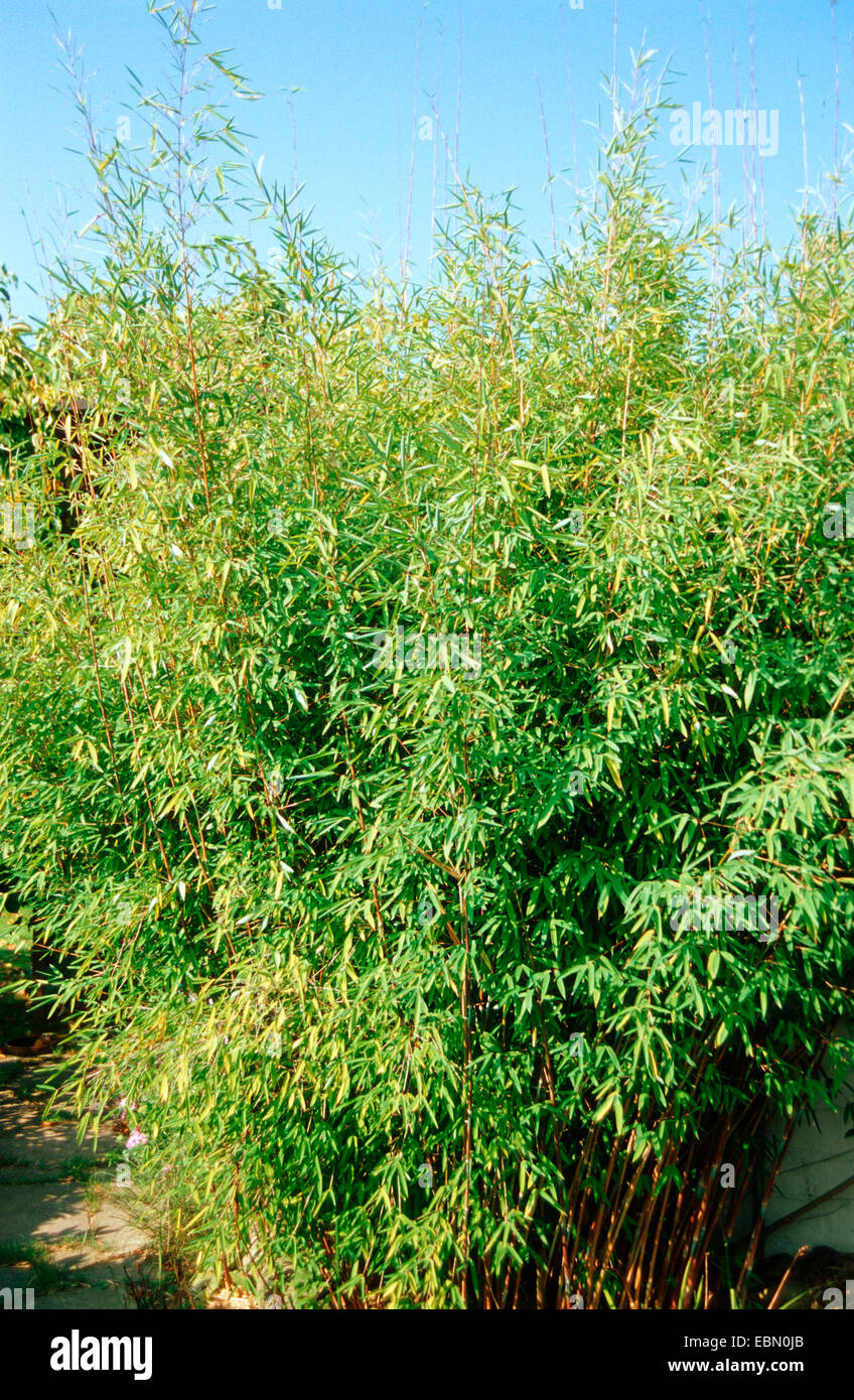 Umbrella bamboo (Fargesia murielae, Arundinaria murielae) Stock Photo
