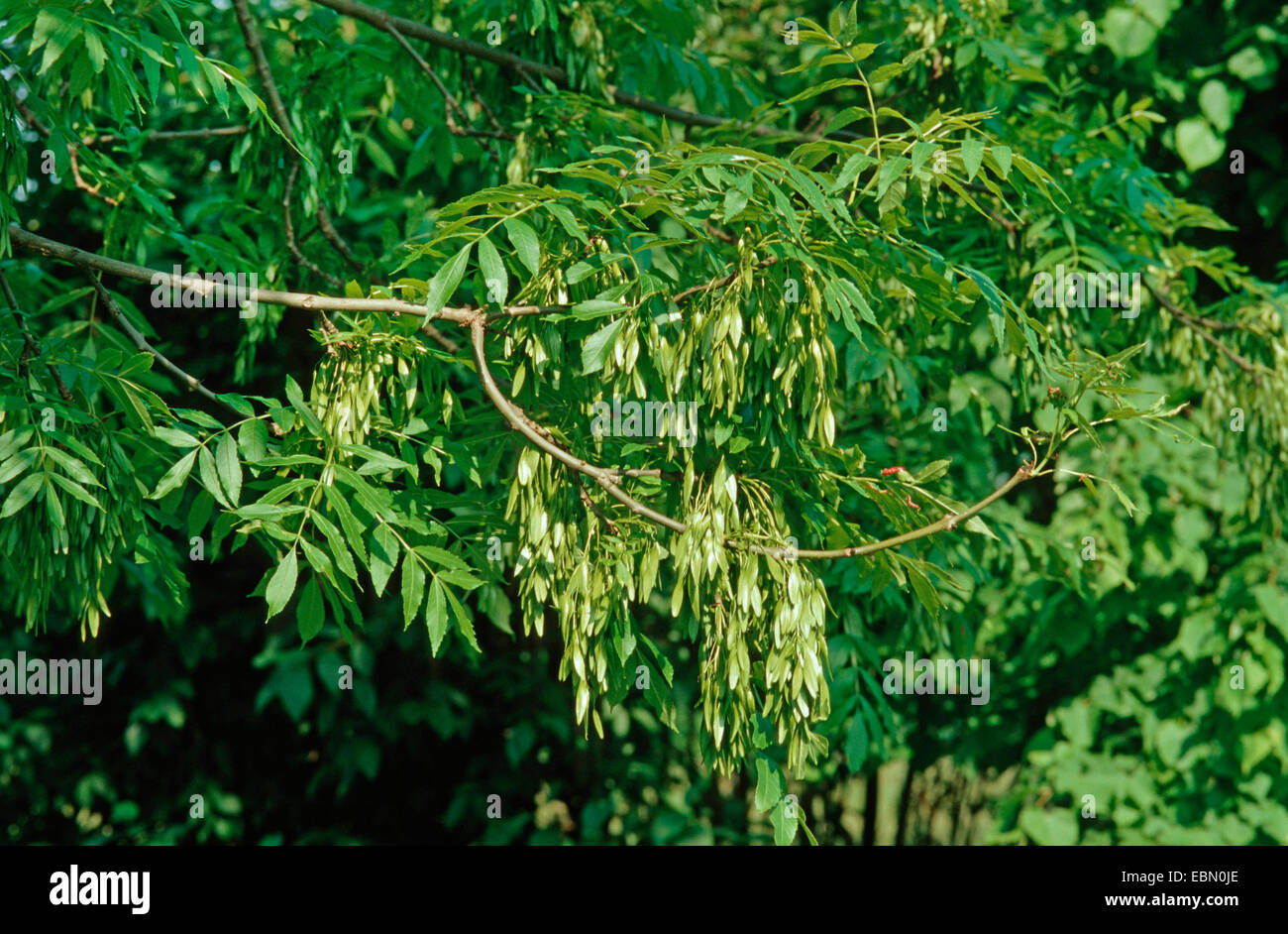 common ash, European ash (Fraxinus excelsior), branch with immature fruits, Germany Stock Photo
