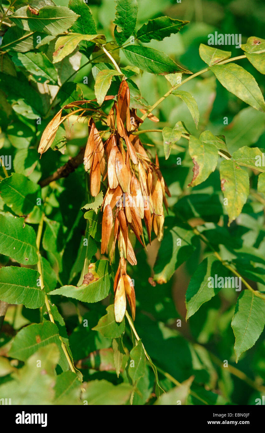 common ash, European ash (Fraxinus excelsior), branch with mature fruits, Germany Stock Photo