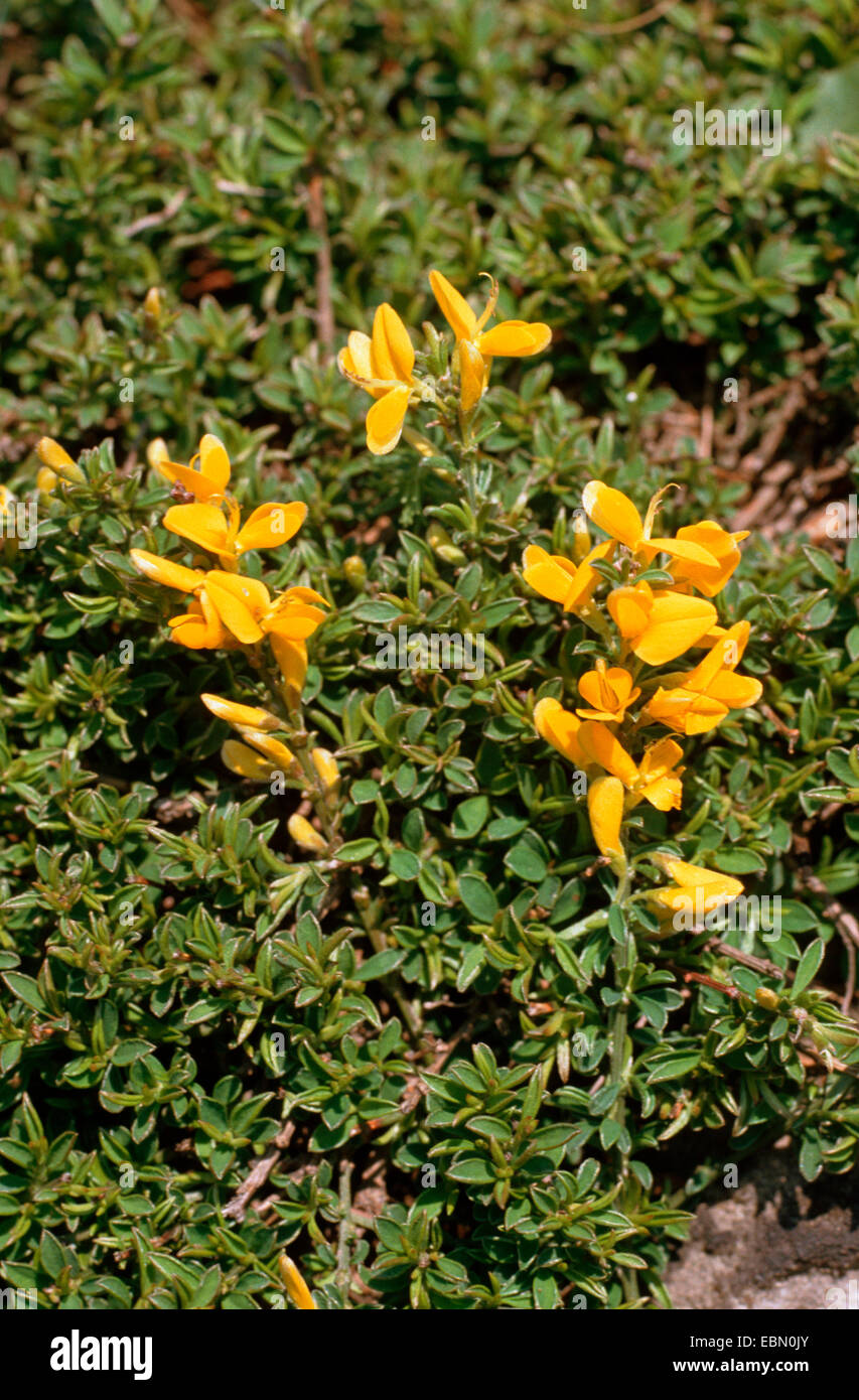 Hairy greenweed, Vancouver Gold, Creeping Broom, Gold Flash Broom (Genista pilosa), blooming, Germany Stock Photo