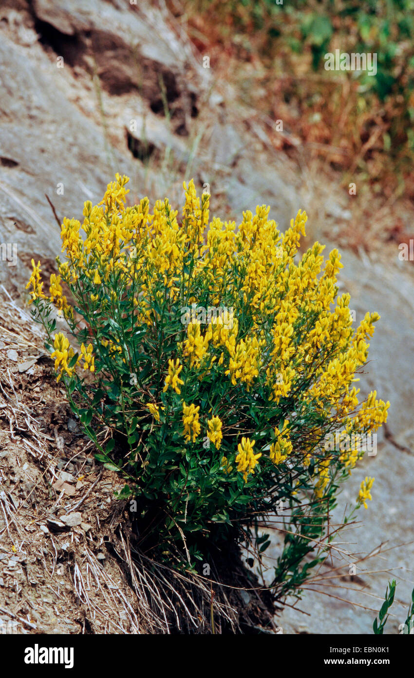 dyer's greenweed, Dyer's greenweed (Genista tinctoria), growing on a rock wall, Germany Stock Photo