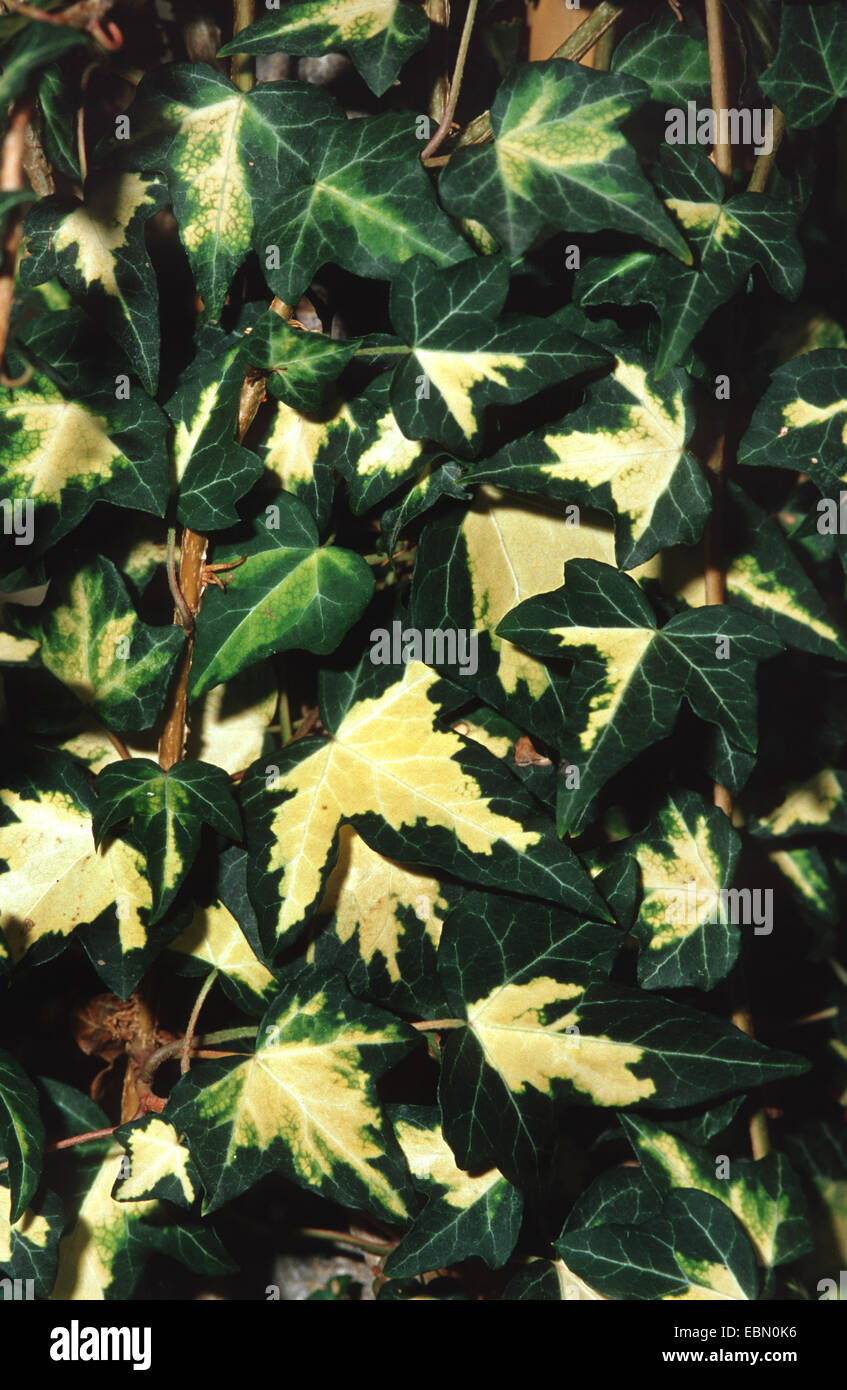 English ivy, common ivy (Hedera helix 'Goldheart', Hedera helix Goldheart), cultivar Goldheart Stock Photo