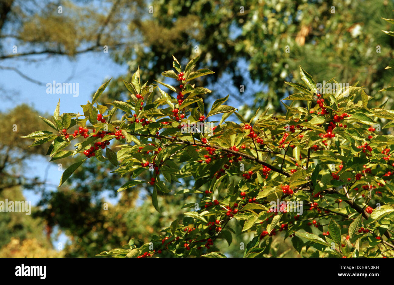 aulne blanche, winterberry, black holly (Ilex verticillata), fruing branch, Germany Stock Photo