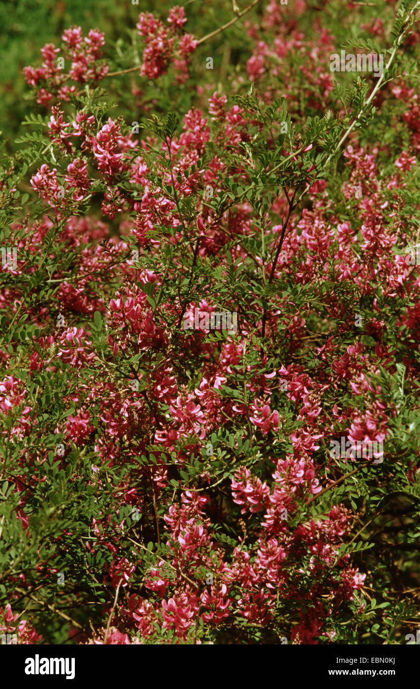 Himalayan indigo, indigo bush (Indigofera heterantha), bloomin Stock Photo