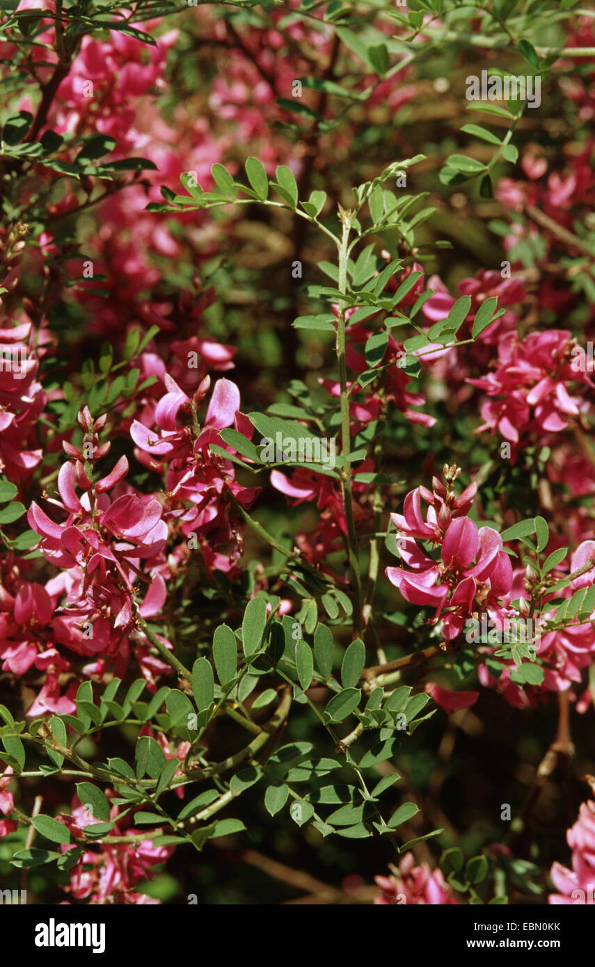 Himalayan indigo, indigo bush (Indigofera heterantha), bloomin Stock Photo
