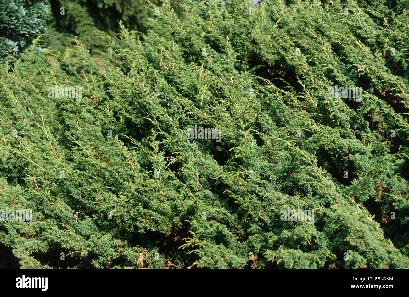 Chinese juniper (Juniperus chinensis 'Pfitzeriana', Juniperus chinensis Pfitzeriana), cultivar Globosa, branch Stock Photo