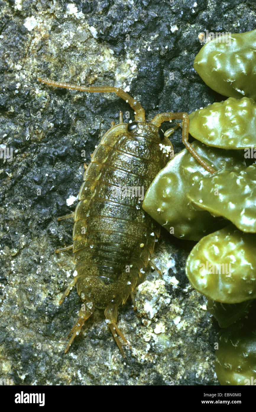 great sea-slater, sea slater (quay-louse) (Ligia oceanica), at intertidal zone Stock Photo