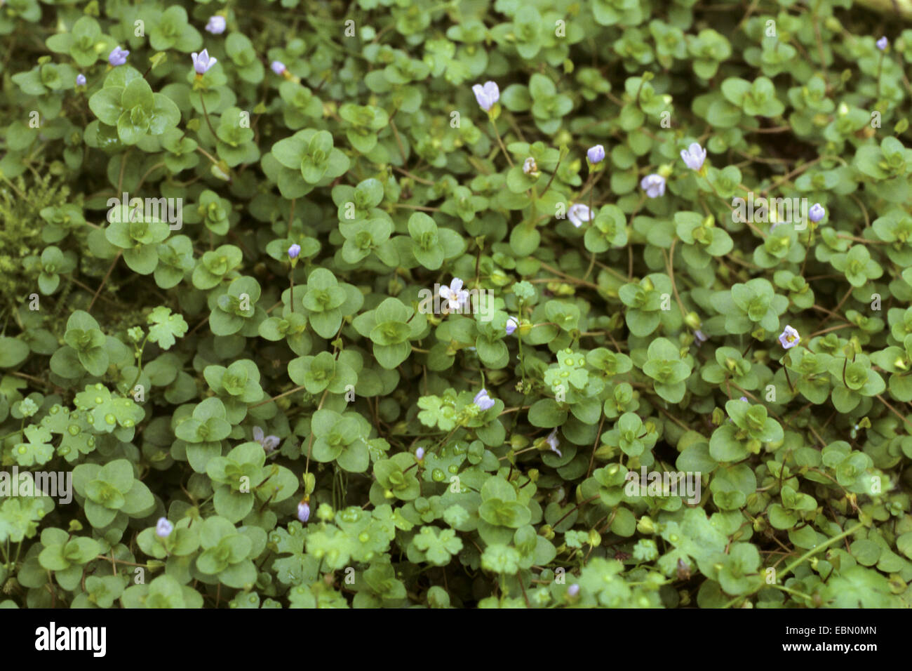 Waterhyssop (Bacopa australis), flowering Stock Photo