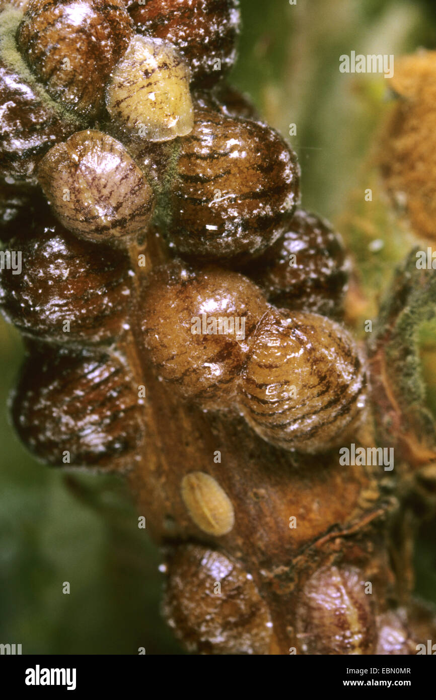 Plum scale, European Fruit Lecanium (Parthenolecanium corni), many Plum scales on a stem Stock Photo