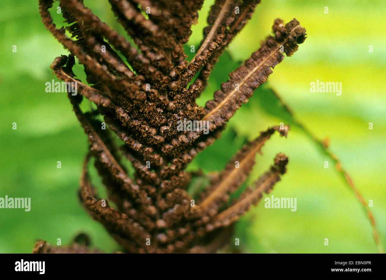 European Ostrich Fern, Ostrich Fern (Matteuccia struthiopteris), spore cases, Germany Stock Photo