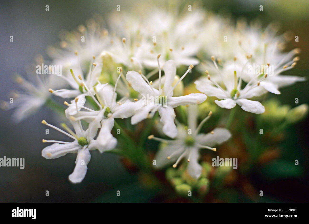 Greenland tea, Common labrador tea (Ledum groenlandicum), inflorescence