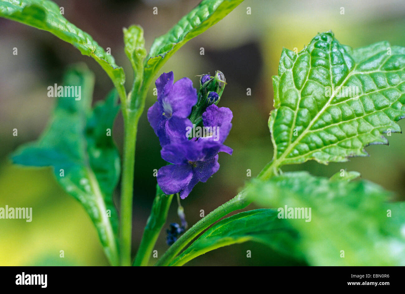 Blue porter weed, Jamaica vervain (Stachytarpheta jamaicensis), inflorescence Stock Photo