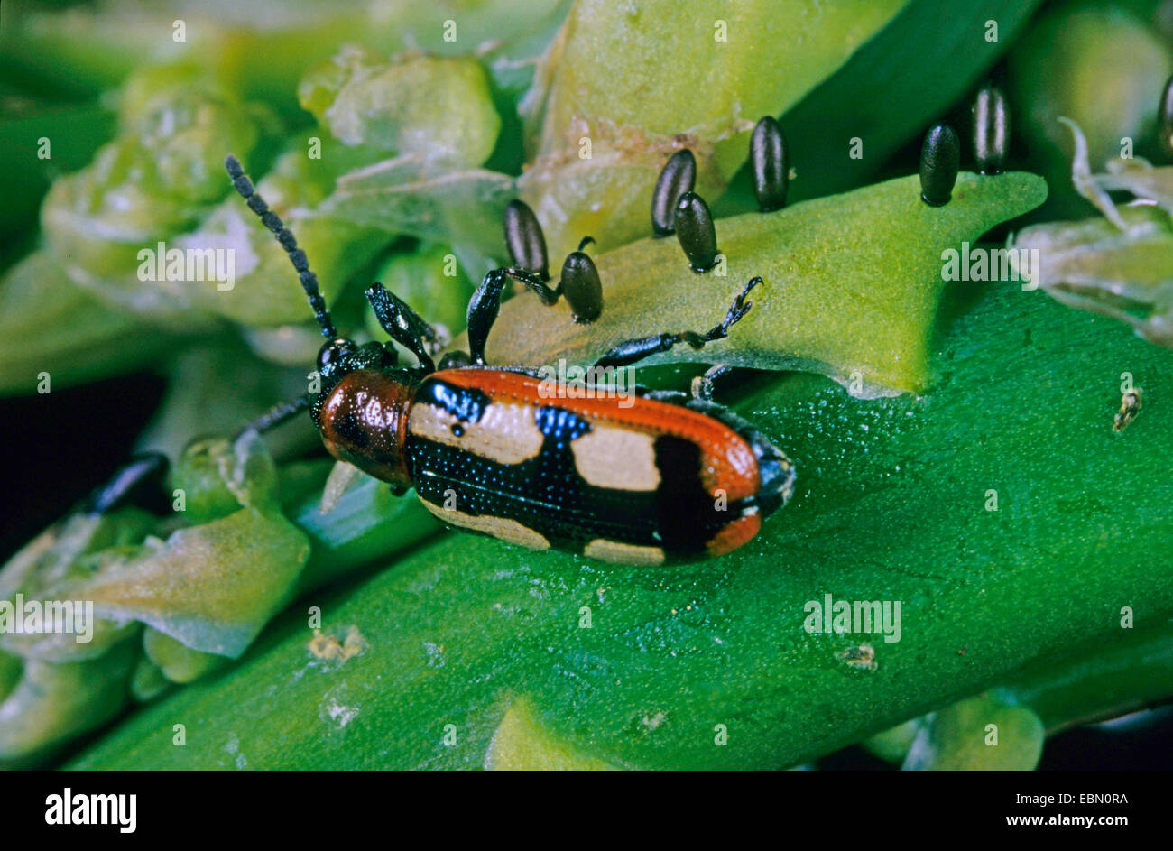Spotted asparagus beetles hires stock photography and images Alamy