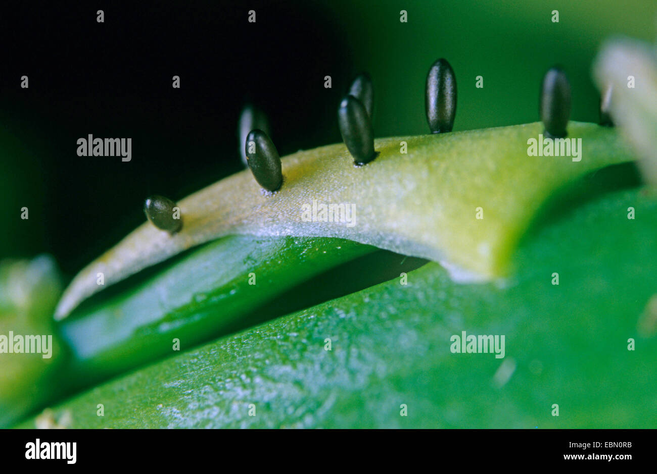 asparagus beetle (Crioceris asparagi), eggs, Germany Stock Photo Alamy