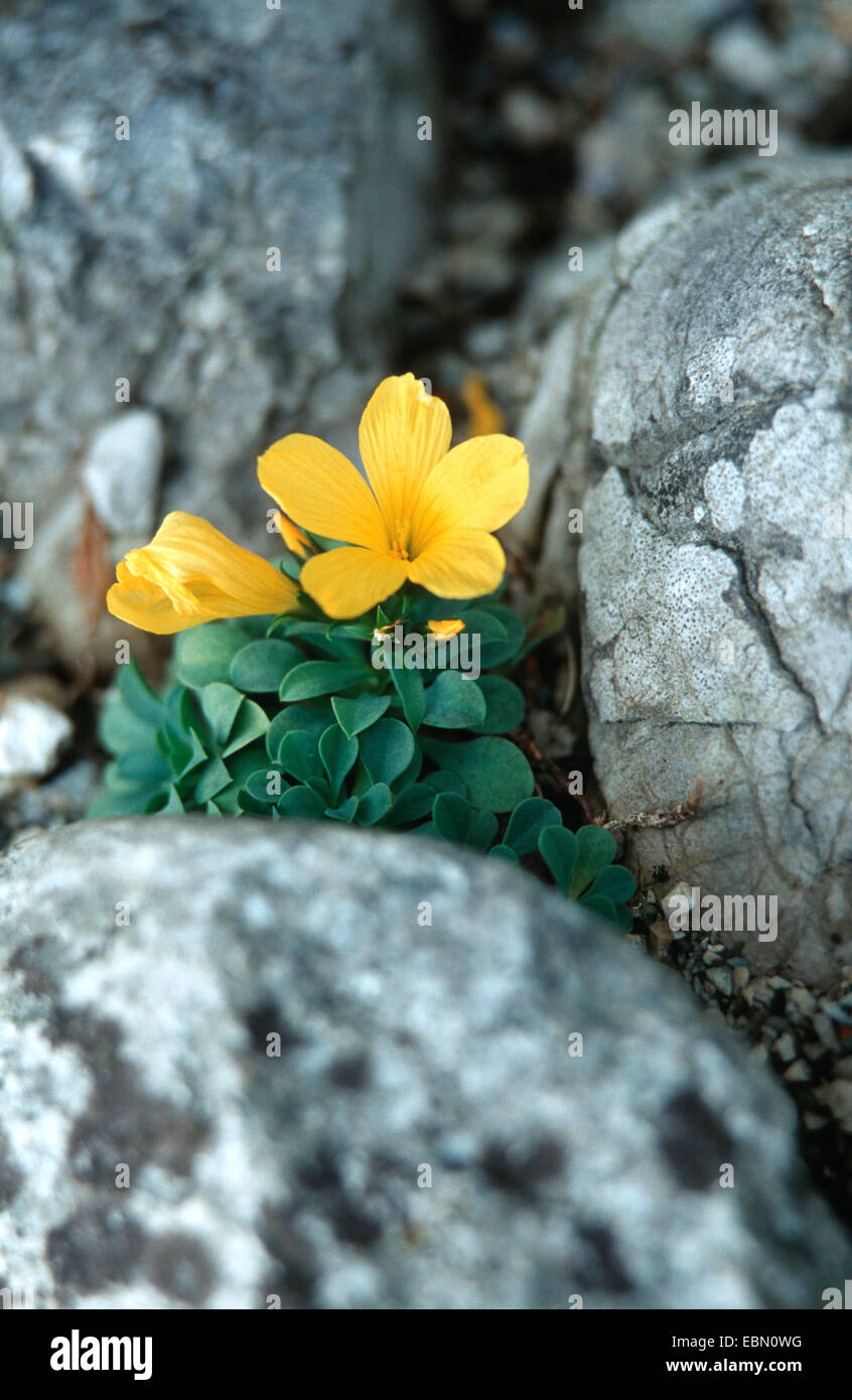 Linum campanulatum (Linum campanulatum), blooming between rocks Stock Photo