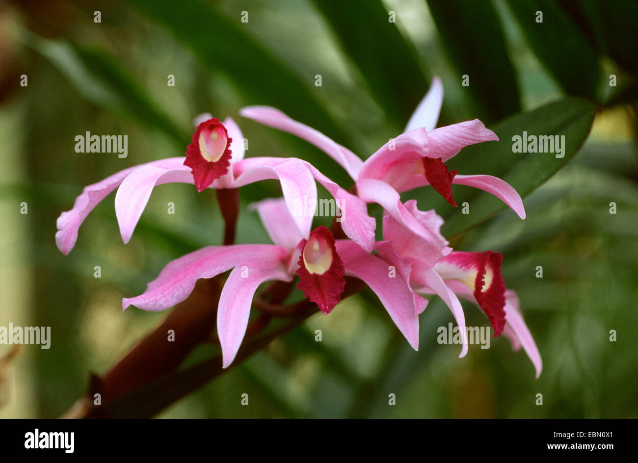 Laelia perrinii (Laelia perrinii, Sophronitis perrinii), blooming Stock Photo