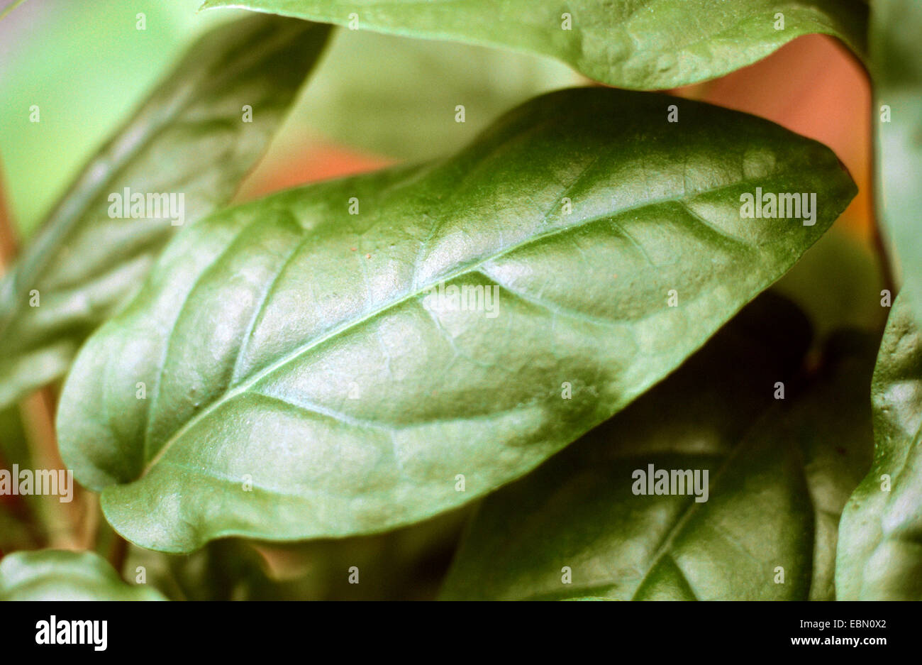kava kava, kawa, kawa, Kava Pepper (Piper methysticum), leaf Stock Photo Alamy