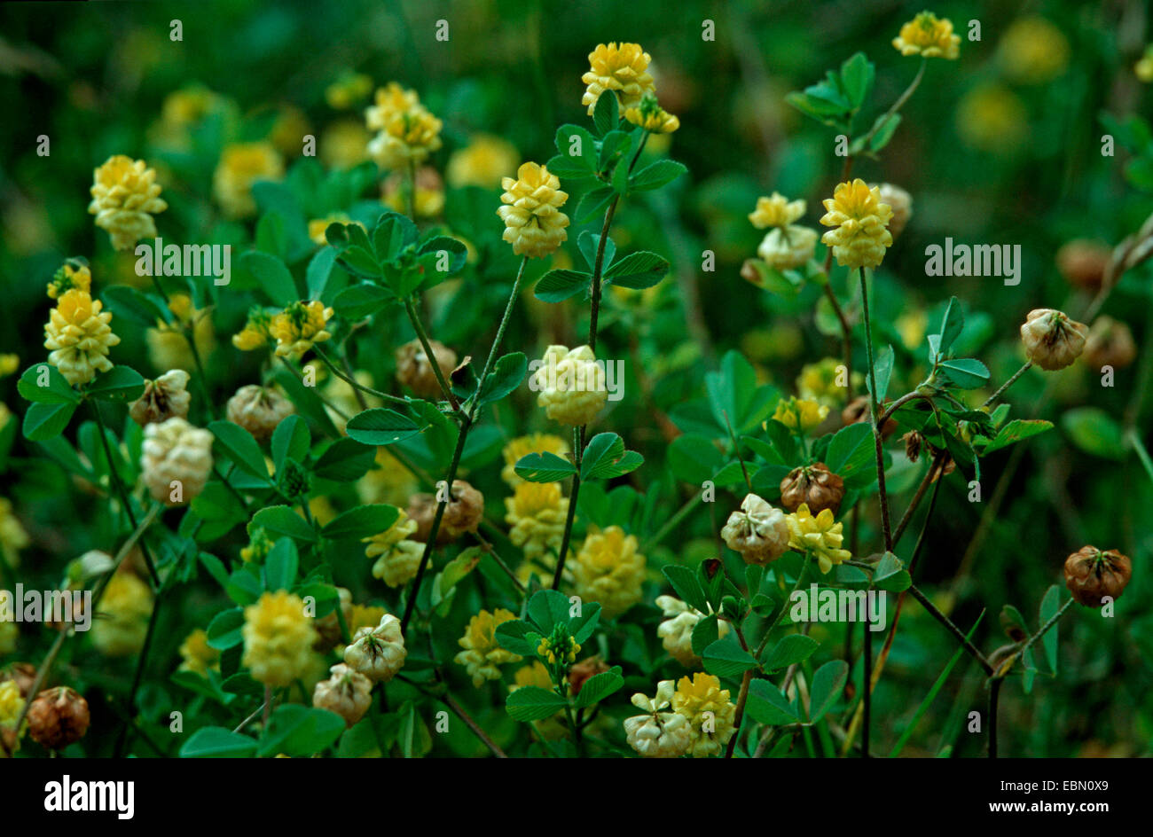 larger hop clover, low hop clover (Trifolium campestre), blooming, Germany Stock Photo