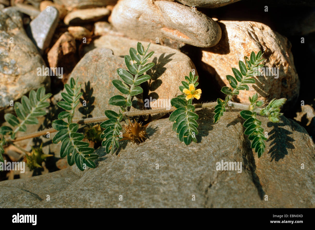 puncturevine (Tribulus terrestris), blooming and fruiting Stock Photo