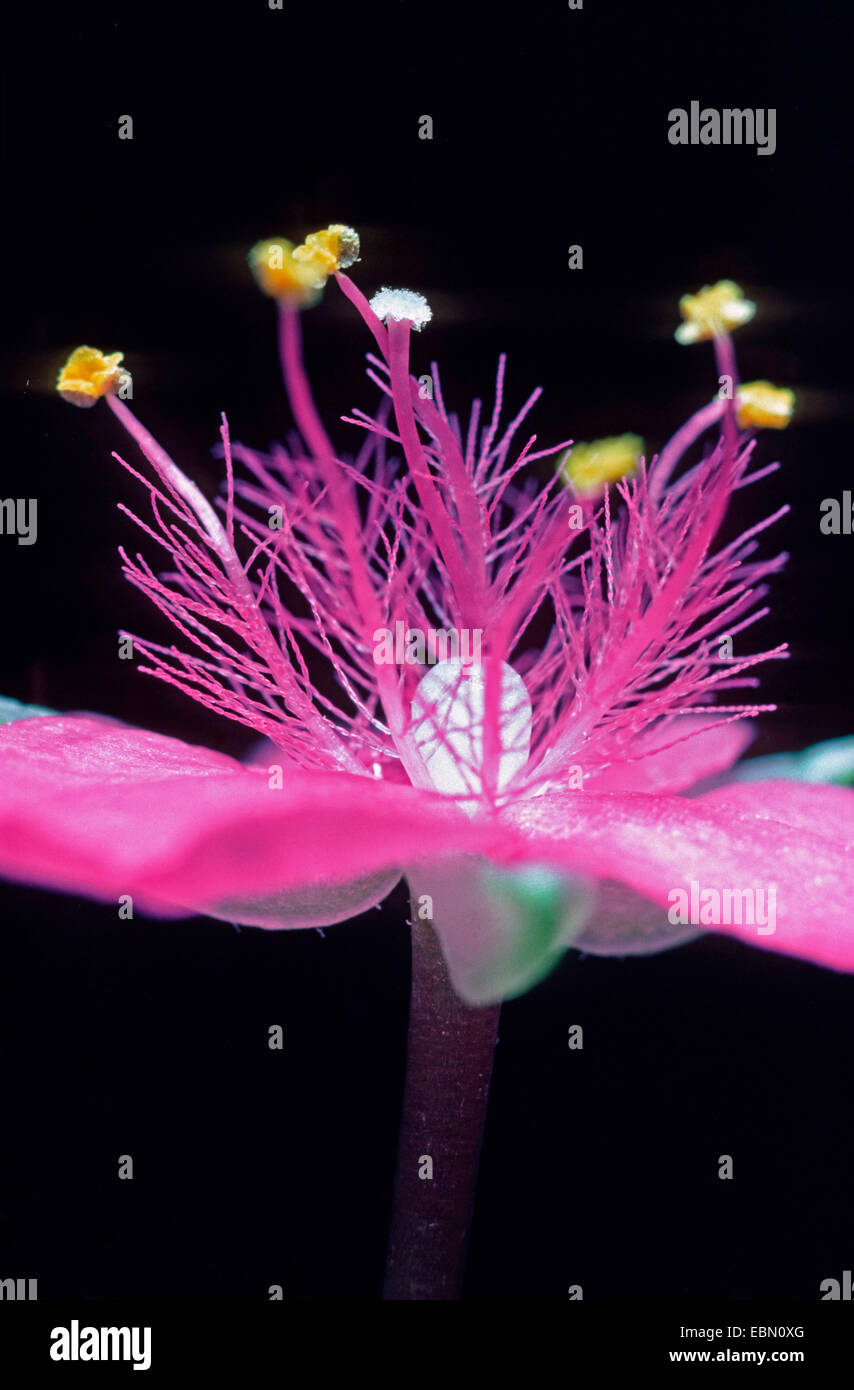 Tradescantia navicularis (Tradescantia navicularis, Callisia navicularis), flower Stock Photo