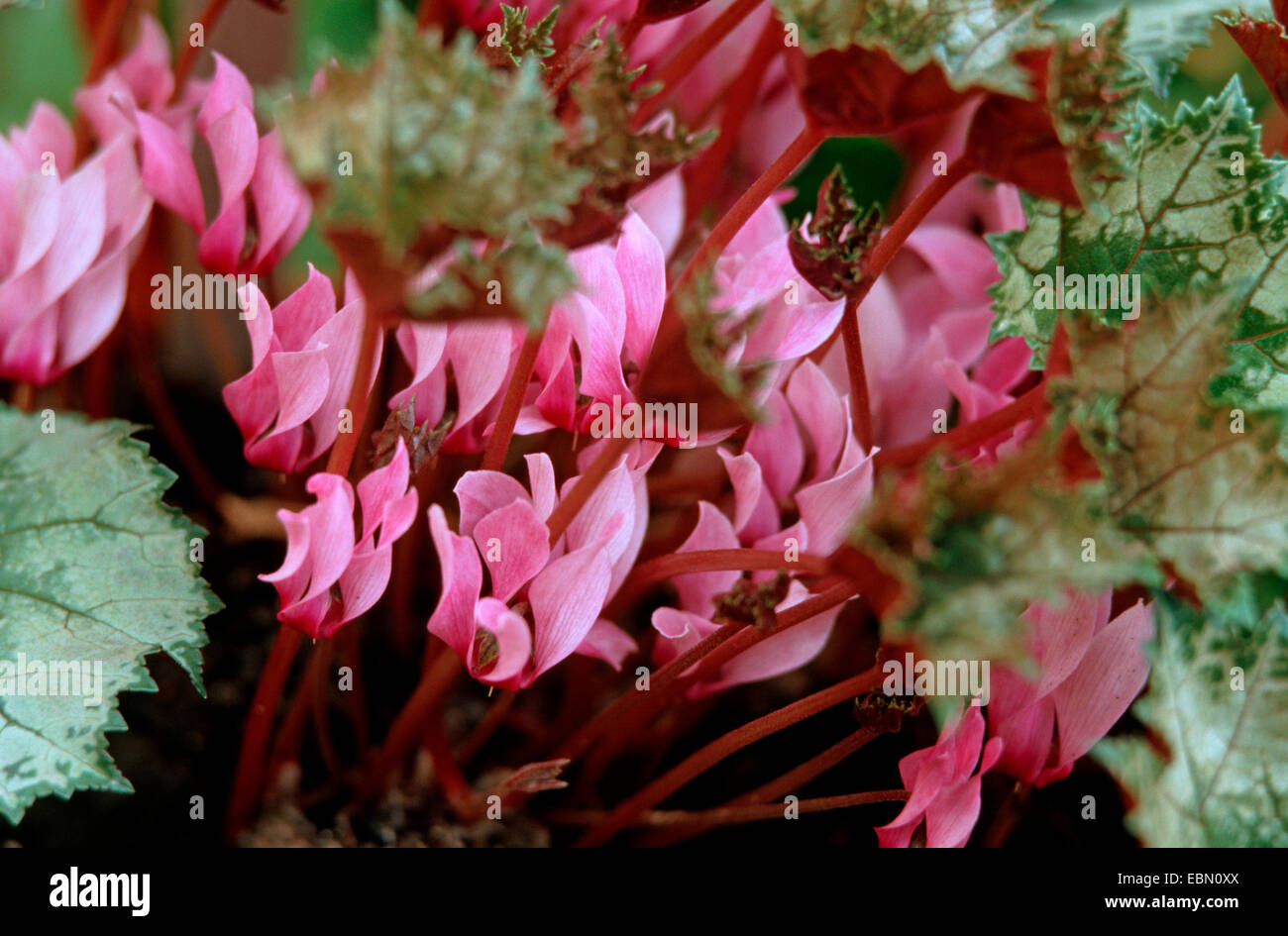 Libyan cyclamen (Cyclamen rohlfsianum), flowers Stock Photo