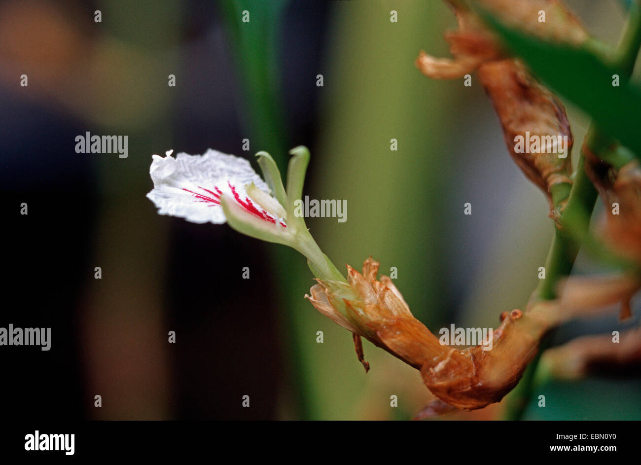 true cardamom (Elettaria cardamomum, Amomum cardamon), flower Stock Photo