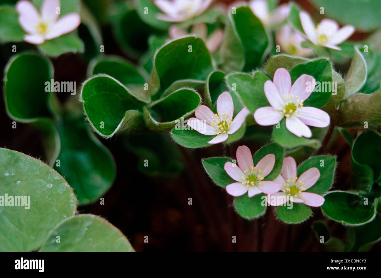 Hepatica maxima (Hepatica maxima), blooming Stock Photo