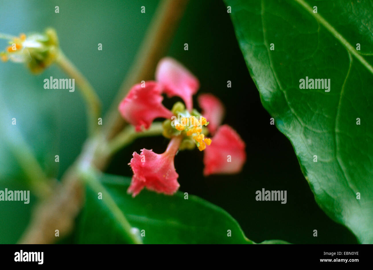 Barbados Cherry (Malpighia punicifolia, Malpighia glabra), flower Stock Photo