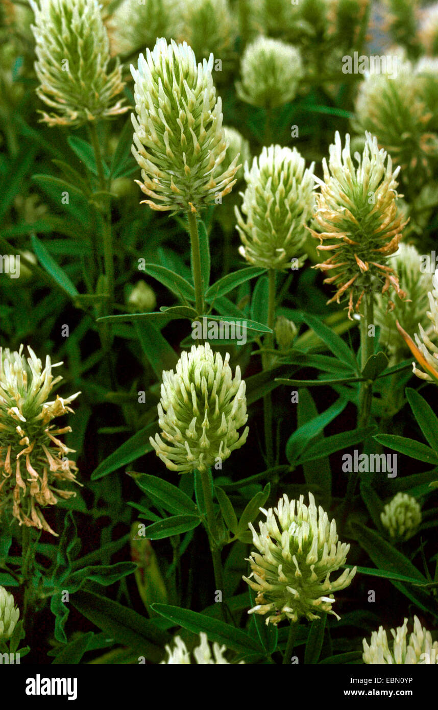 Hungarian clover (Trifolium pannonicum), blooming Stock Photo