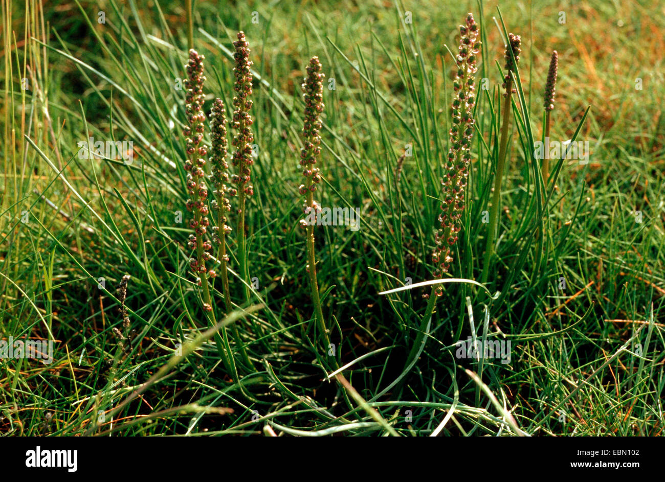 sea arrowgrass, common bog arrow-grass, seaside arrowgrass (Triglochin maritimum), blooming, Germany Stock Photo