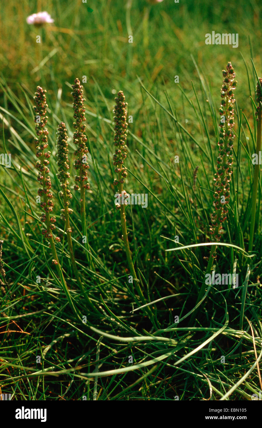 sea arrowgrass, common bog arrow-grass, seaside arrowgrass (Triglochin maritimum), blooming, Germany Stock Photo