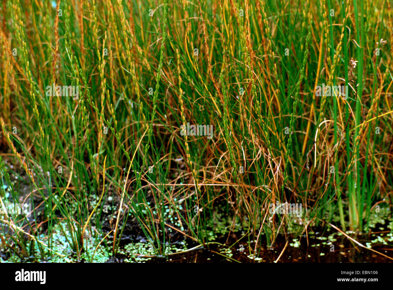 marsh arrowgrass, slender bog arrow-grass (Triglochin palustre), fruiting, Germany Stock Photo